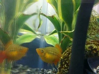 platy 2.webp