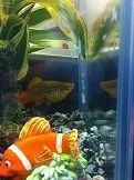 platy.webp