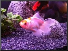 fish2.webp