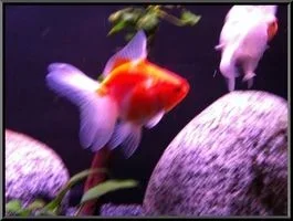 fish3.webp