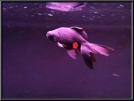 fish1.webp