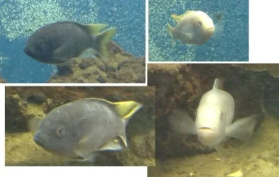 fishheads.webp