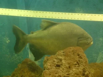 fish 045 small 4.webp