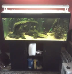 fishtank.webp fishtank.webp