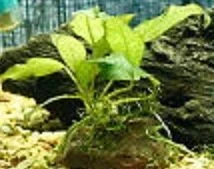 anubias.webp