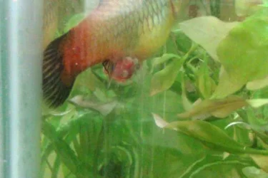 Fish.webp