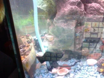 Snapshot_20121230.webp