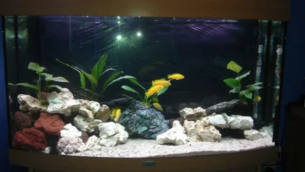 fish tank 99kb.webp