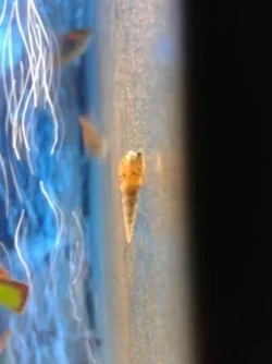 snail2.webp