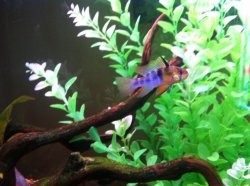 Germanblueram1.jpg Germanblueram1.jpg