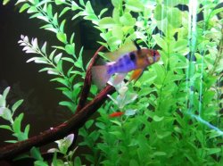 Germanblueram2.jpg Germanblueram2.jpg