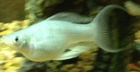 image.webp