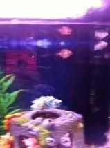 picfish.webp