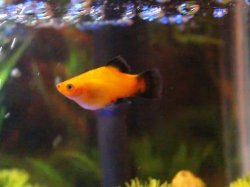 platy- side view- 1.jpg platy- side view- 1.jpg