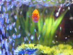 platy- face view- 1.jpg platy- face view- 1.jpg