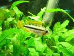 sleeper male Apistogramma cacatuoides.JPG sleeper male Apistogramma cacatuoides.JPG
