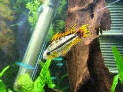 male Apistogramma cacatuoides.JPG