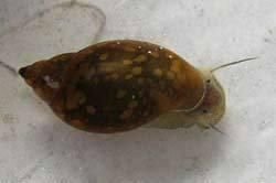 snail.jpg snail.jpg