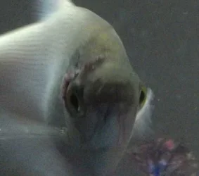 front face.webp
