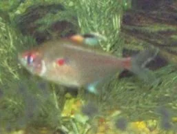 100_1329.webp