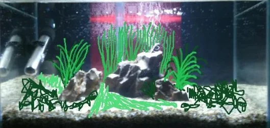 FISH TANK GRRRR 2.webp