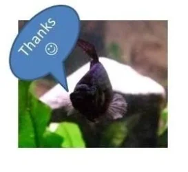 Copper Female Betta-THANKS.webp