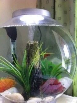shy platys.webp shy platys.webp