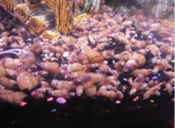 snails.jpg snails.jpg