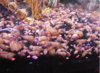 snails.webp