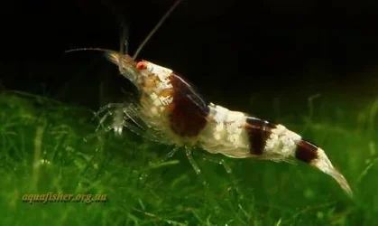 1Caridina_breviata_Hummel3.webp