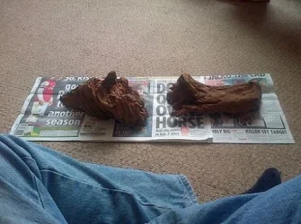 Bogwood 1.webp