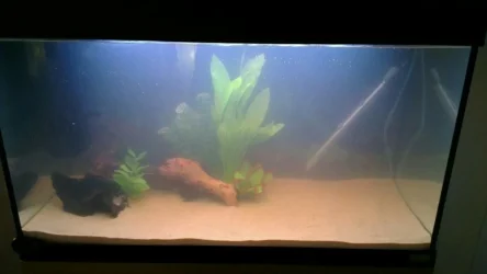 tank_sandy.webp tank_sandy.webp