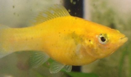 New fish picture1.jpg