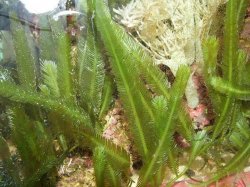 Moby the Goby 1083.jpg Moby the Goby 1083.jpg