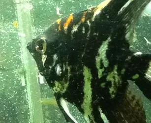 angelfish1.webp