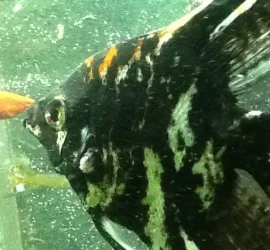 angelfish2.webp