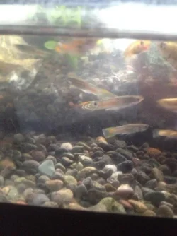 fish.webp