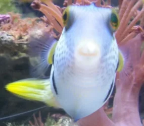 valentini_puffer_closeup.webp valentini_puffer_closeup.webp
