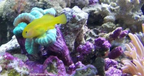 yellow_clown_goby_candy_cane.webp yellow_clown_goby_candy_cane.webp