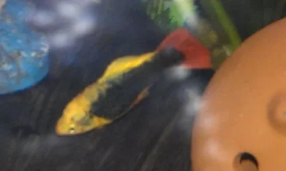 Platy dropsy.webp Platy dropsy.webp