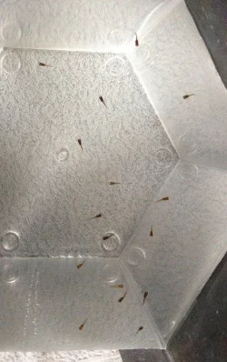 TFF Guppy Fry (1).webp