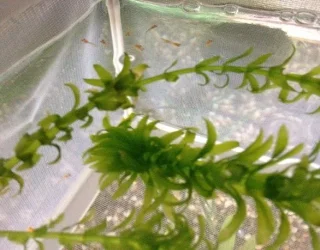 TFF Guppy Fry (2).webp