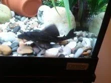 pleco fins.webp
