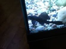 pleco fins2.jpg