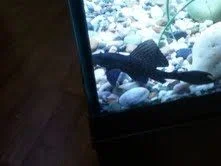pleco fins2.webp