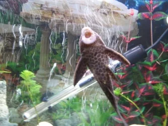 pleco front.webp