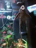 pleco front2.webp