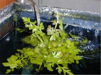 Plant55.webp