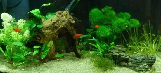 Tank18Apr.webp