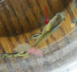Guppy.webp